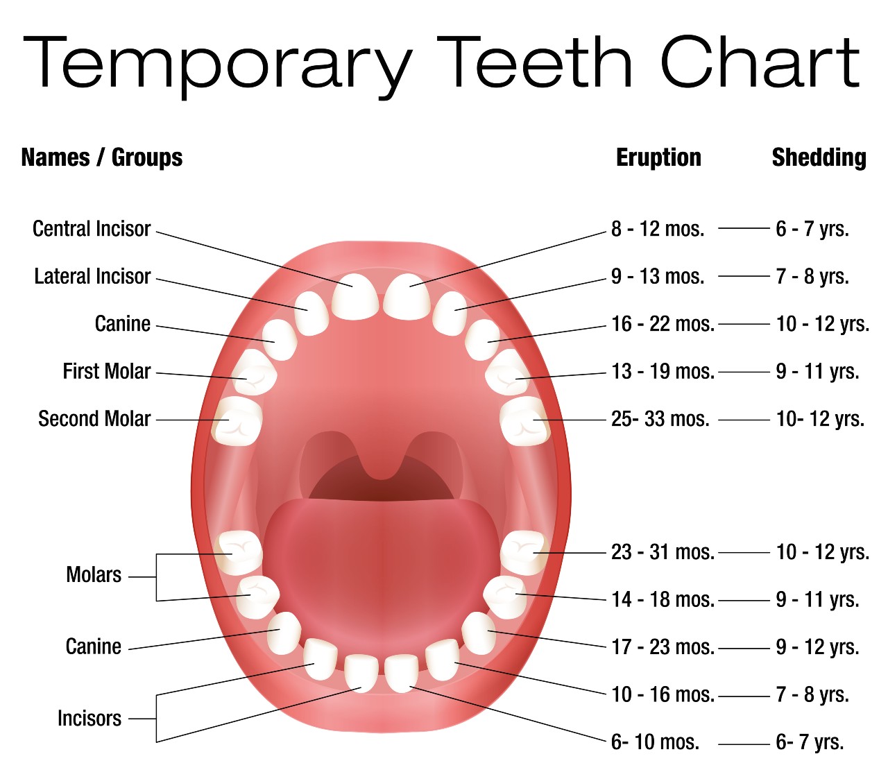 Chart of primary tooth eruption with ages for shedding and incoming