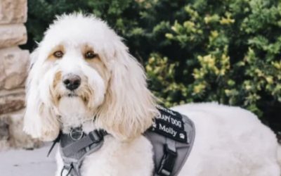 How therapy dogs help calm children at the dentist